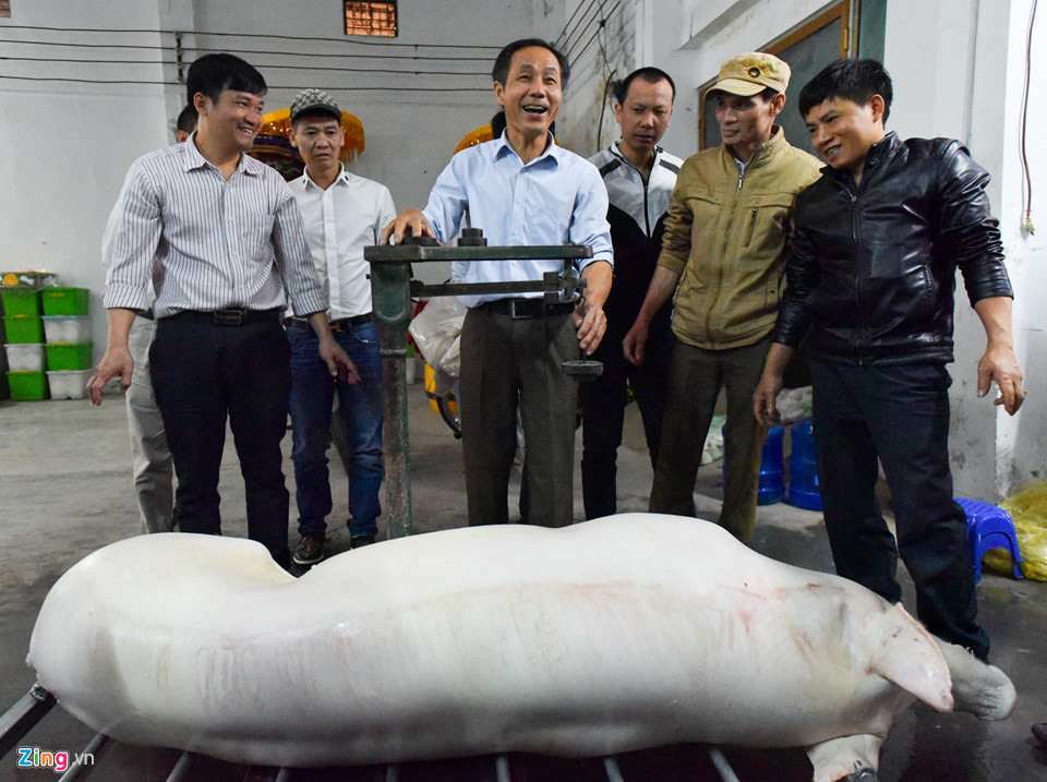 Ông lợn ngày ăn hoa quả, đêm ngủ mắc màn ở hội rước La Phù